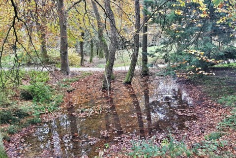 Jezera arboretum volcji potok 5