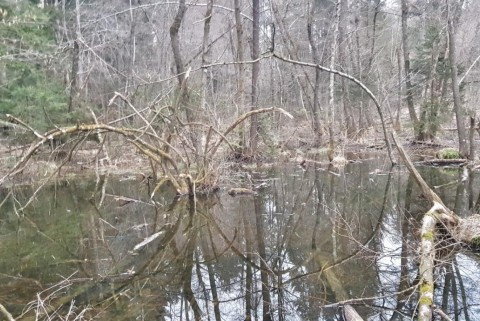 Vodice ribnik ob gozdu 3