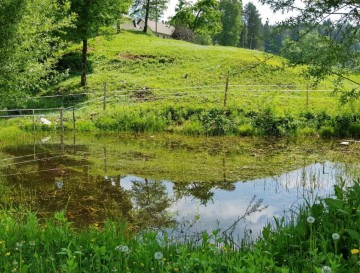 Ribnik v Borovcu | Vsa slovenska jezera | Moja jezera | Manca Korelc