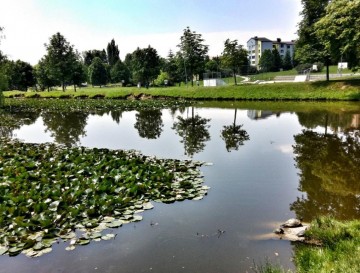 Ptujski ribnik | Moja jezera | Manca Korelc