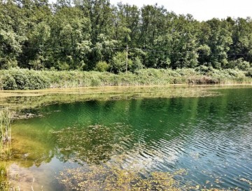 Janežovski ribniki | Moja jezera | Manca Korelc