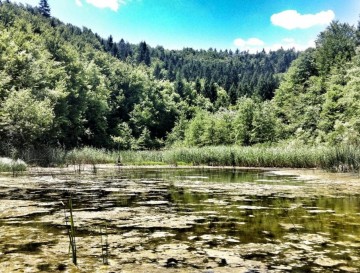 Črnelski ribnik | Moja jezera | Manca Korelc