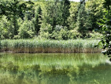 Leščevski ribnik | Moja jezera | Manca Korelc