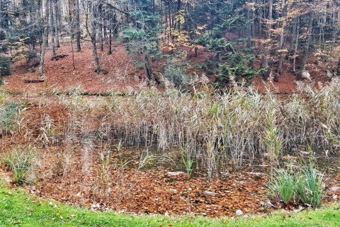Jezera arboretum volcji potok 9