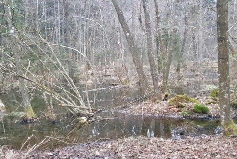 Vodice ribnik ob gozdu 2