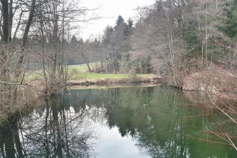 Vodice ribnik ob gozdu 9
