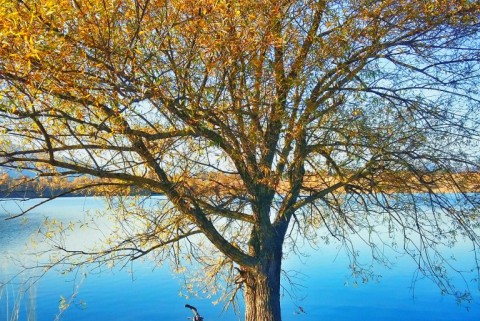 Kočevsko jezero