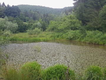 Ribnik v Knežji Lipi | Vsa slovenska jezera | Moja jezera | Manca Korelc