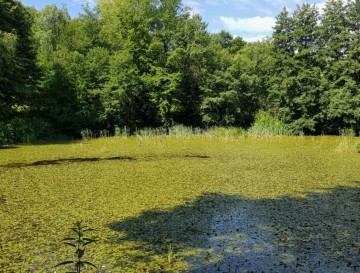 Brezenski ribniki | Moja jezera | Vsa slovenska jezera | Manca Korelc