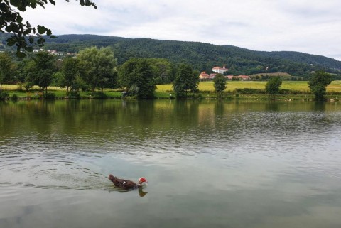 Maribor ribniki pivola moja jezera manca korelc 8