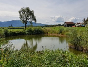 Mlaka v Razdrtem | Slovenska jezera | Moja jezera | Manca Korelc