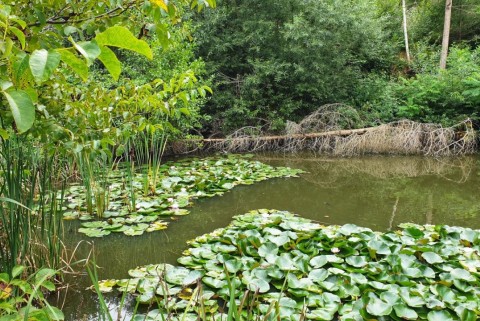 Slovenj gradec ribnik moja jezera manca korelc 2
