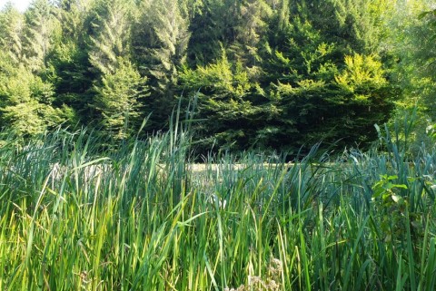 Kozjansko ribniki mackovci jezera slovenija moja jezera manca korelc 9
