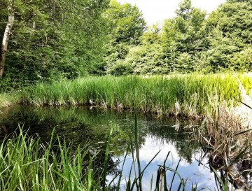Ribnik v Račicah | Moja jezera | Manca Korelc