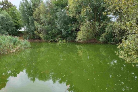Graba lipa jezera slovenije slovenska jezera moja jezera manca korelc 3