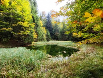Jezeri v gozdu Pohorja | Jezera Slovenije | Moja jezera