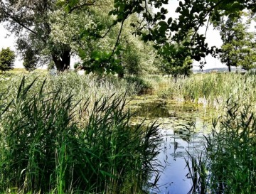 Ribnik pri Ptujskem jezeru II | Moja jezera | Manca Korelc