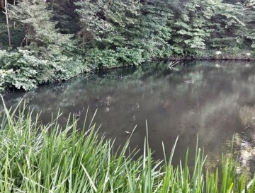 Ribnik v Orešju | Moja jezera | Manca Korelc